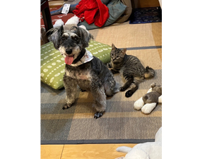 ☆モデル犬卒業後、里親さん宅での様子☆～ラフちゃん～